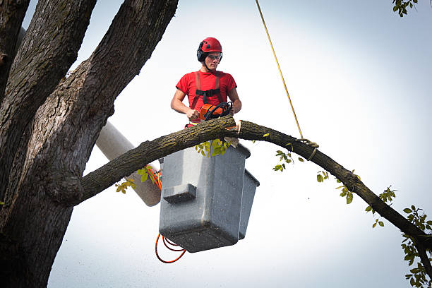 Why Choose Our Tree Removal Services in Cumberland Hill, RI?